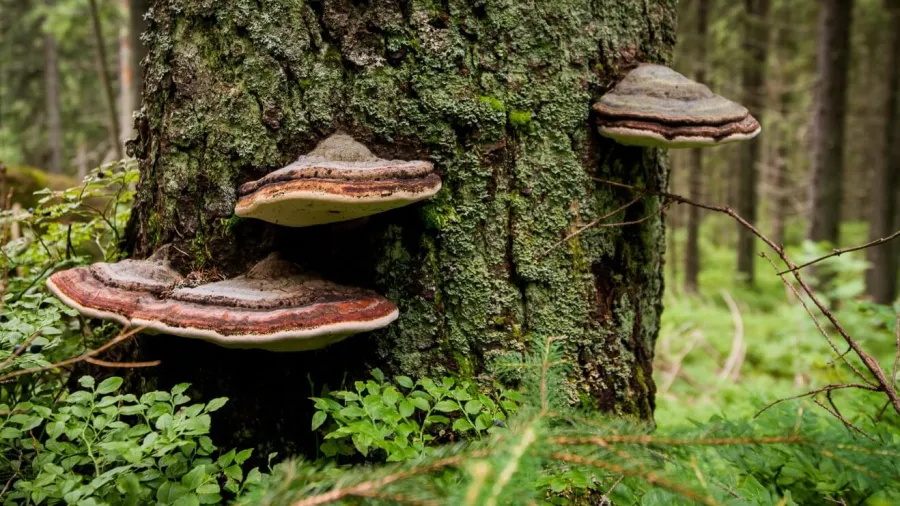 Čaga sibírska (Chaga) – vodný extrakt