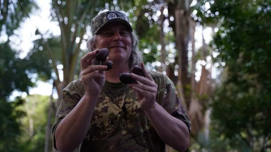 Aguaje (aguache) - extrakt