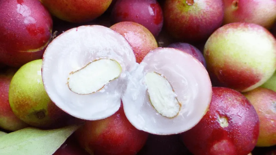 Camu Camu - ovocie s najväčším obsahom vitamínu C