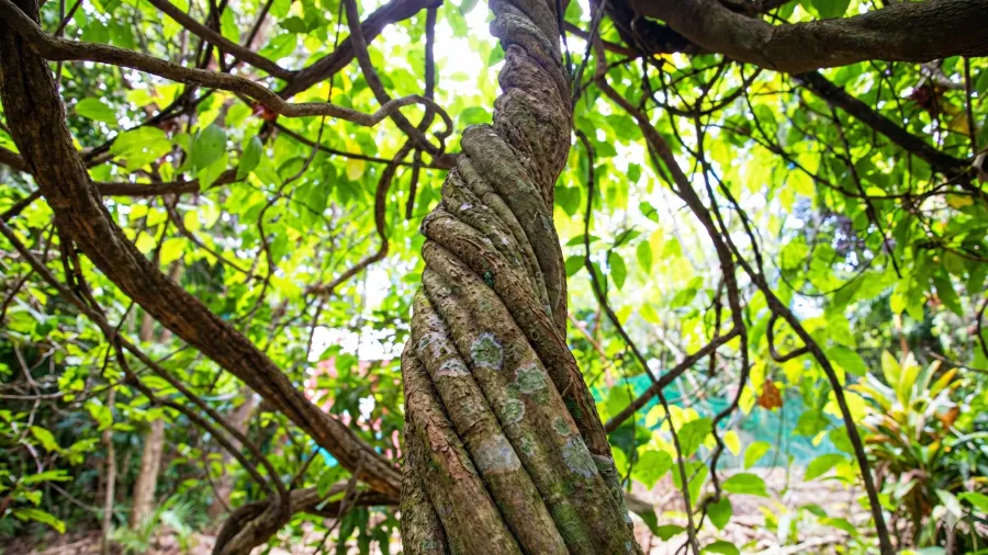 Ayahuasca (Banisteriopsis caapi)