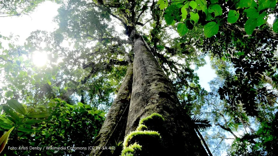 Chuchuhuasi tablety 100 ks - silný extrakt v tabletách