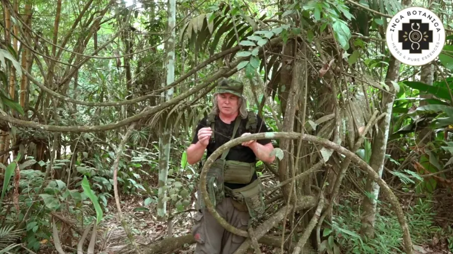 Vilcacora: Účinky kráľovnej amazonských lian, o ktorých ste nevedeli