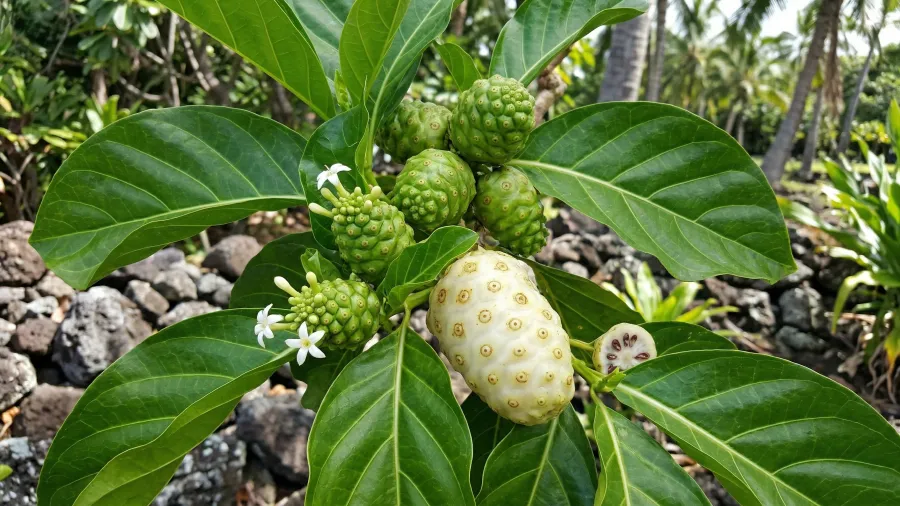 Noni v kapsulách (100 ks)
