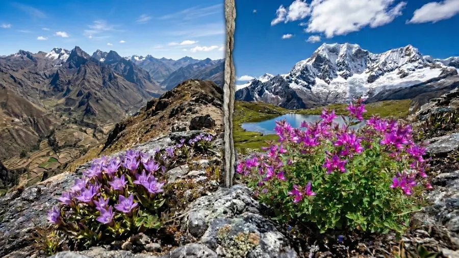 Komplexná detoxikácia organizmu: Hĺbková očista tela a mysle pomocou andských bylín 🌿