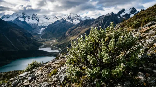 Prečo sú horské bylinky z Ánd a byliny z Amazónie účinnejšie než tie zo skleníka?