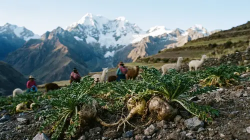 Maca peruánska a jej účinky: Veľký sprievodca účinkami, dávkovaním a vedeckými objavmi z Ánd