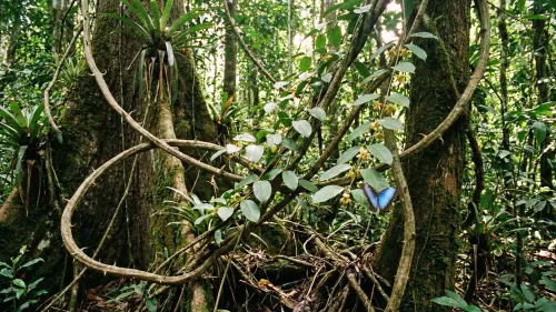 Vilcacora: Účinky kráľovnej amazonských lian, o ktorých ste nevedeli