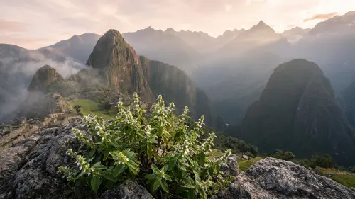 Bylinky na priedušky a kašeľ: Čaj na pľúca pre podporu vykašliavania, ktoré pomôžu?