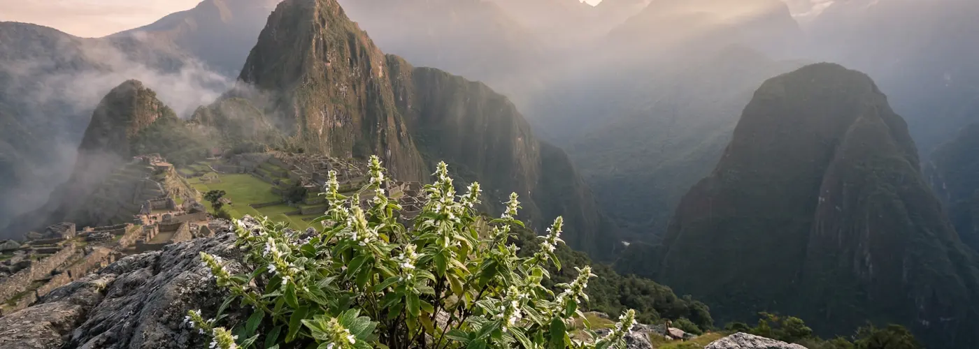 Bylinky na priedušky a kašeľ: Čaj na pľúca pre podporu vykašliavania, ktoré pomôžu?