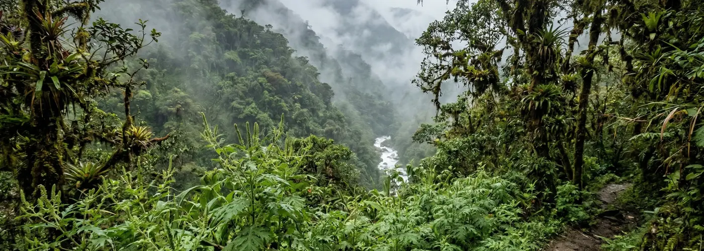 Andské Marco: Prírodná cesta pre zdravý mozog, pevné nervy a bystrú myseľ 🌿✨
