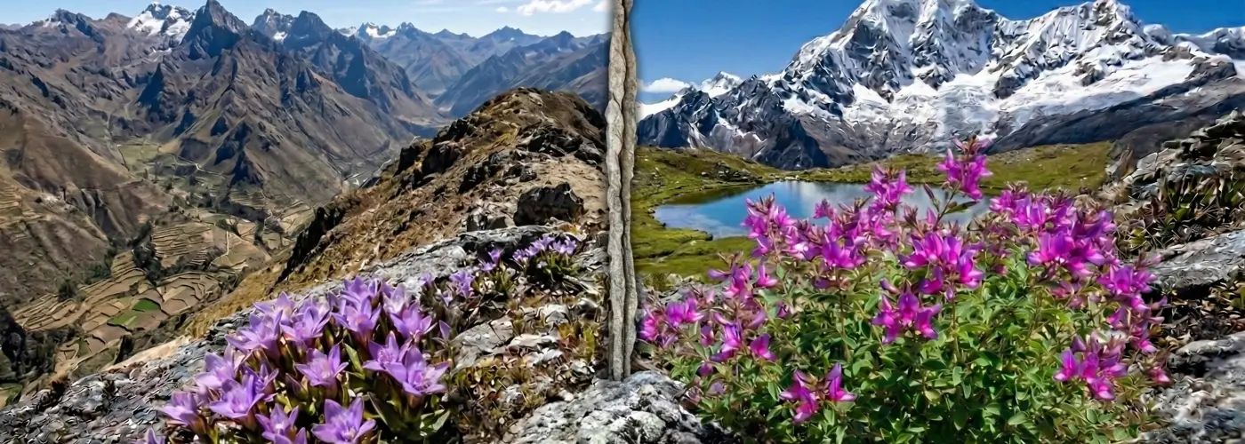 Komplexná detoxikácia organizmu: Hĺbková očista tela a mysle pomocou andských bylín 🌿