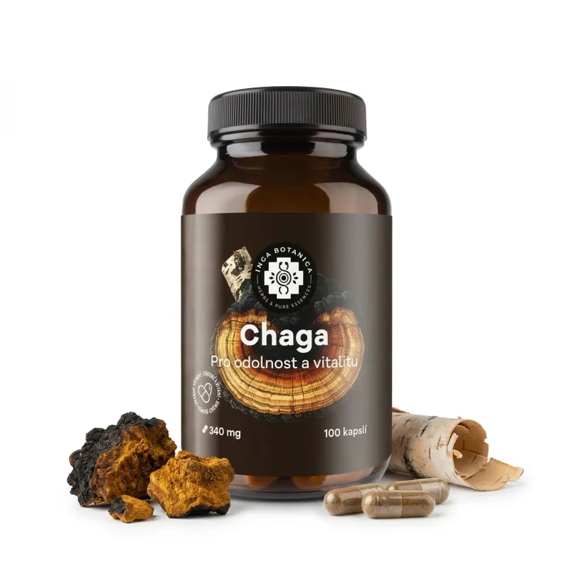 Chaga v kapsuliach – Čierna perla z Lotyšska (Ryšavec šikmý)