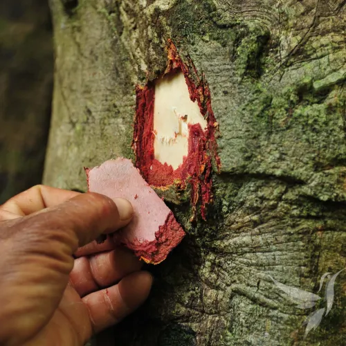 Chuchuhuasi tablety 100 ks - silný extrakt v tabletách