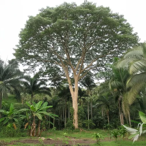 Copaiba / malý zázrak 25 ml