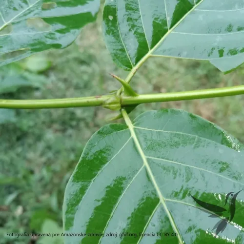 Vilcacora extrakt – mačací pazúr (Uncaria tomentosa)