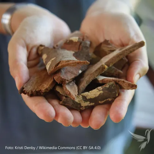 Chuchuhuasi extrakt - silný vodný extrakt