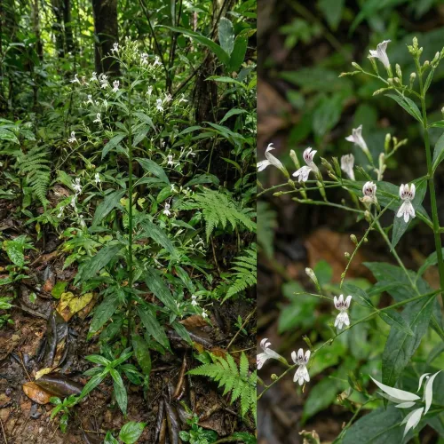 Právenka latnatá (Andrographis paniculata) – Prémiový sypaný čaj Salvia Paradise