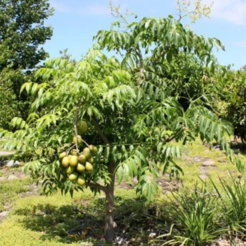Ubos - sušená kôra