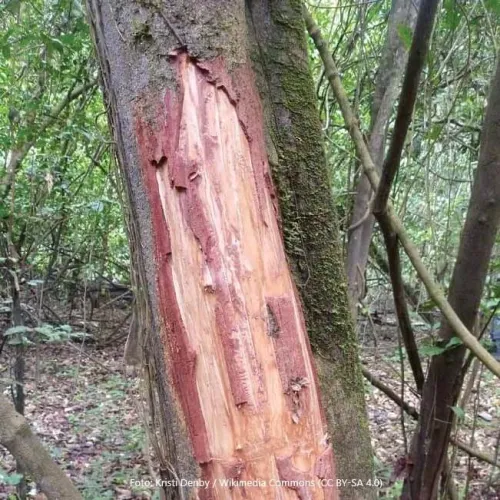 Chuchuhuasi kôra sušená