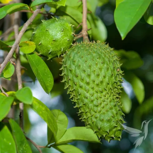 Guanabana - Anona Graviola – extrakt v tabletách