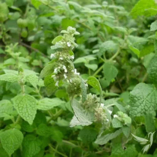 Pralesná mäta - bylinná zmes (alternatíva - čaj Respiro)