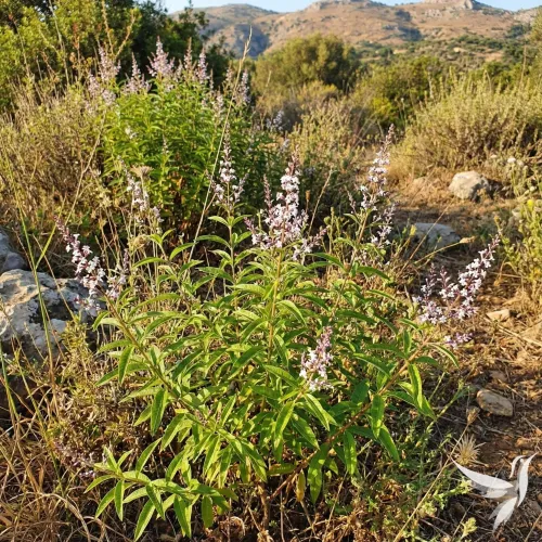 Hierba Luisa – vodný bylinný extrakt