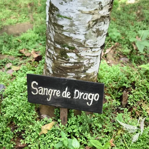 Dračia krv 25ml kvapky (Sangre de Drago)