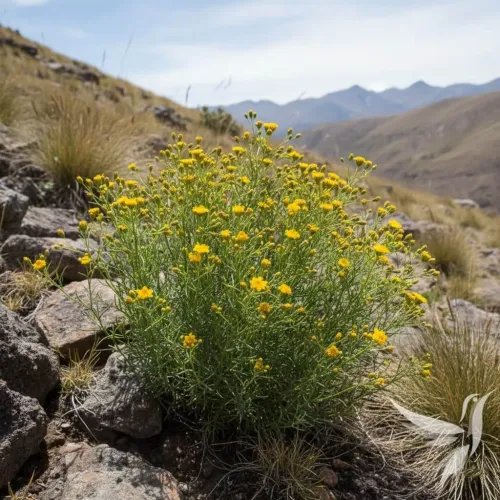 Canchalagua (kančalagua) - extrakt