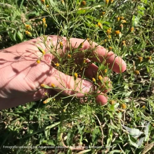 Canchalagua (kančalagua) - extrakt