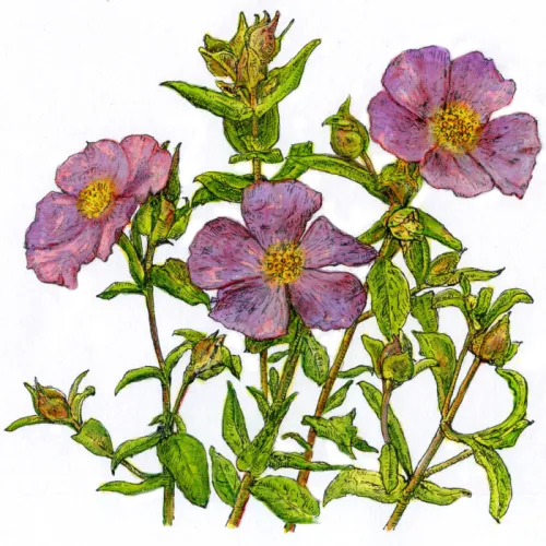 Cist šedavý - sušená bylina