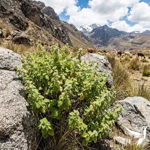 Muňa Muňa – extrakt z byliny