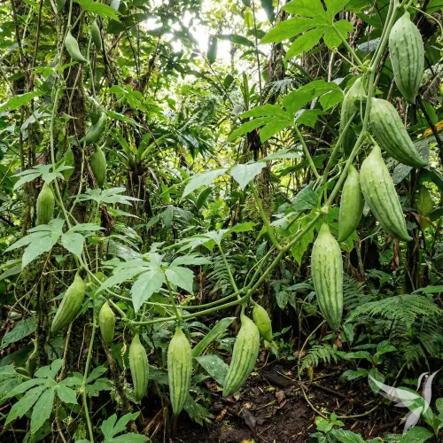 Caigua (ačokča) – vodný bylinný extrakt