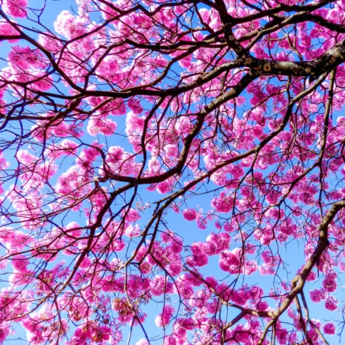 Lapacho červené – sušená bylina