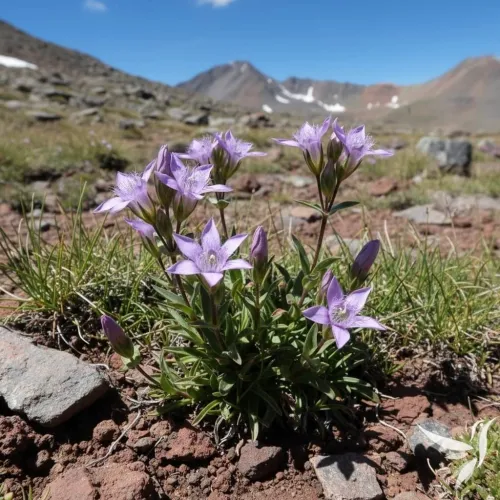 Modrý kvet - pre silnú detoxikáciu
