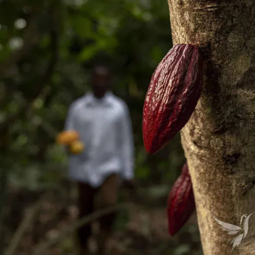 Inti Cacao – Pravé ceremoniálne kakao z Posvätného údolia