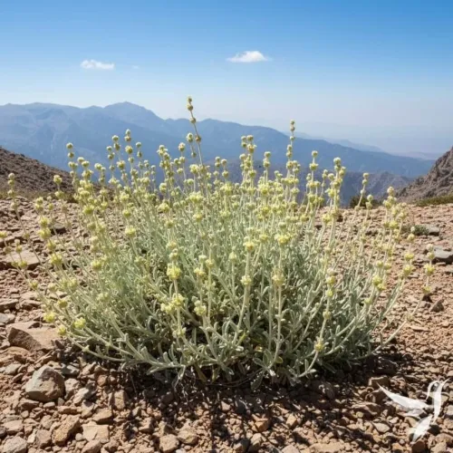 Ránhoj horský – Pirinský bylinný elixír (Sideritis syriaca)