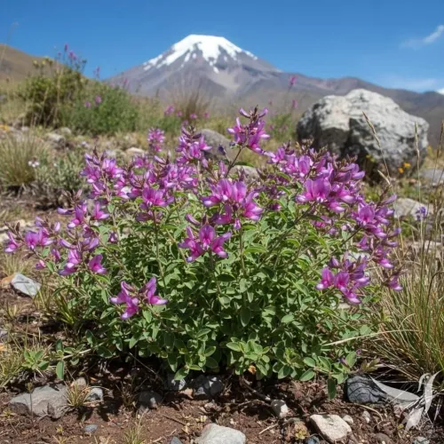 Fialový kvet - bylinná zmes