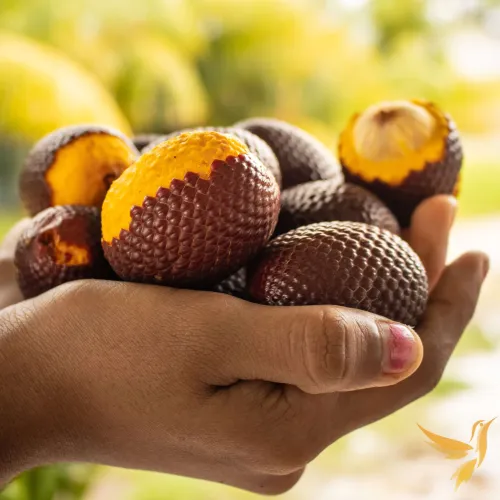 Aguaje (aguache) v kapsulách