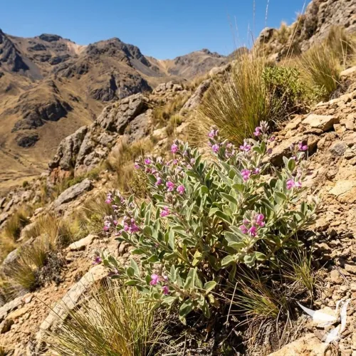Manayupa extrakt – Andská bylina na podporu rovnováhy