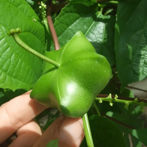 Olej z orieškov Sacha Inchi