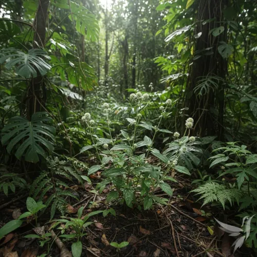 Brazílsky ženšen - prášok