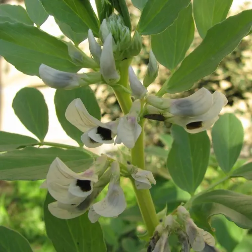 Fialový Habas – „Tlak na ústupe“ (Superpotravina)