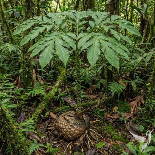 Jergon Sacha (chergon sača) - extrakt