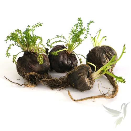 Maca čierna tablety extrakt – Inca Botanica