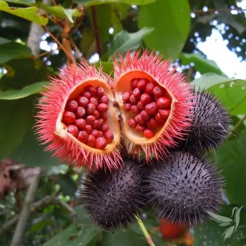 Červený plod – bylinná zmes „Spokojný muž“