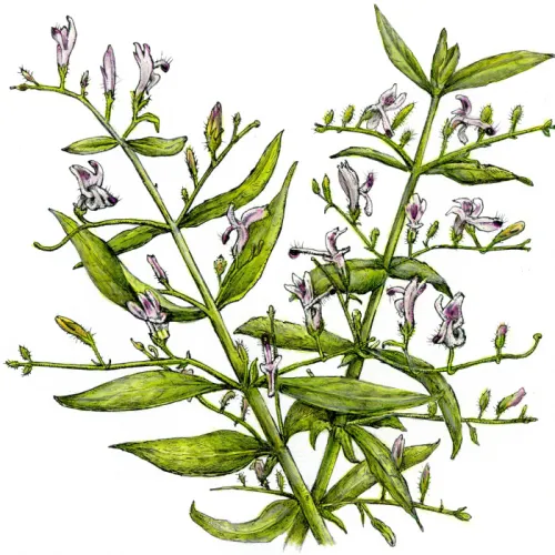 Právenka Latnatá - sušená bylina