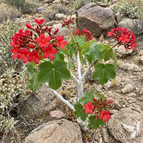 Huanarpo Macho – extrakt extrakt