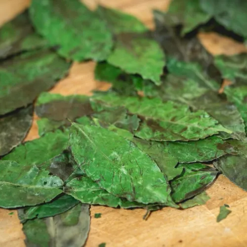 Wayusa (Guayusa) – Zdravé povzbuzenie z amazonského pralesa