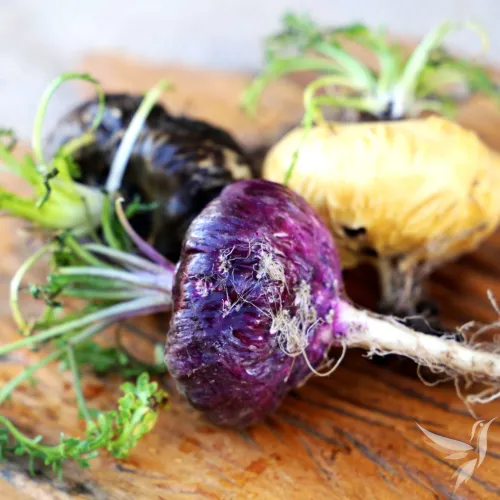 Maca horská - červená