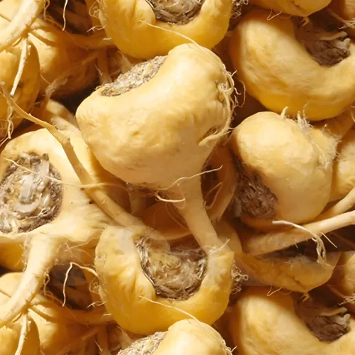 Maca peruánska prášok 500g (biela odroda)